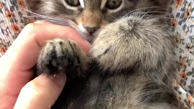 irresistible cute kittenš„°