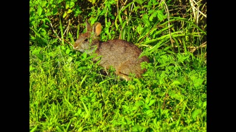 Rabbits in Florida