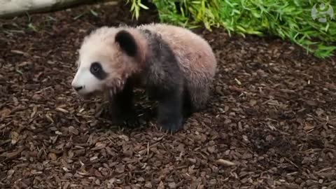 France's baby panda makes its first public appearance