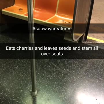 Cherry stems and seeds on orange seat