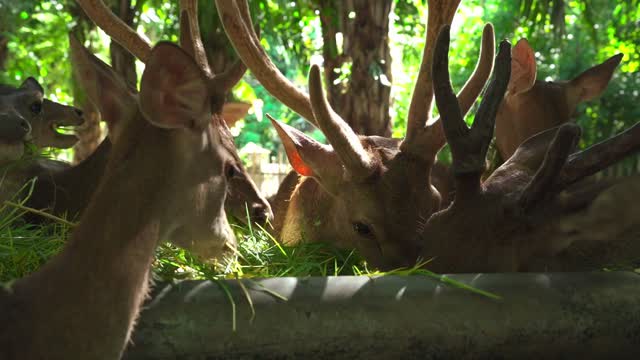 Wild deer family eating grasses