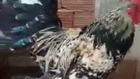 What is the name of this chicken?