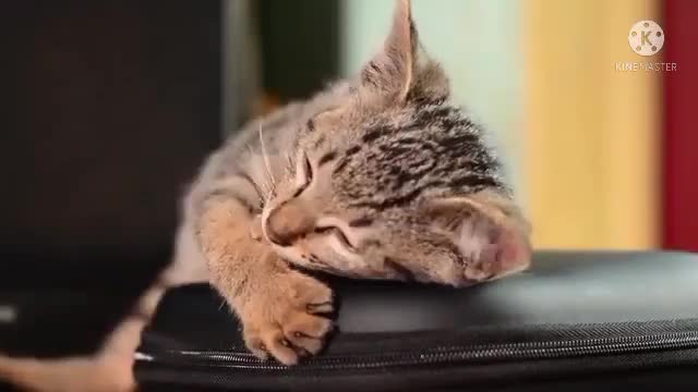 |cute cats∆Honest cats||Cute Animals|