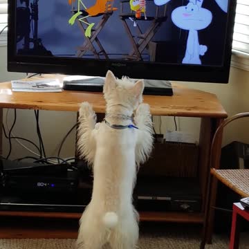 Determinado perro intenta atrapar un conejito en TV