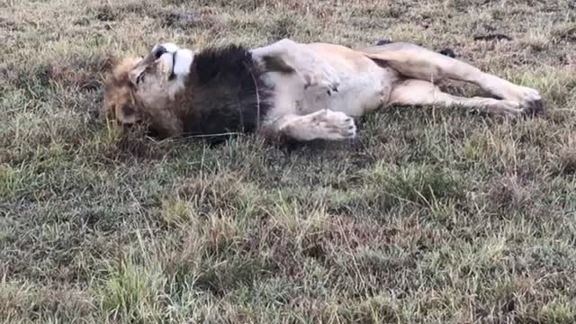 King of the Jungle