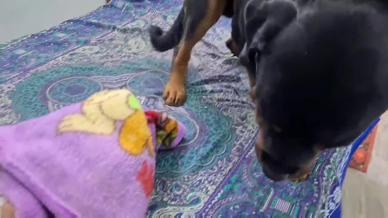The mother and baby dog, behave very well