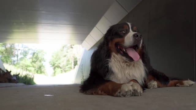 the dog hid in the tunnel from the heat