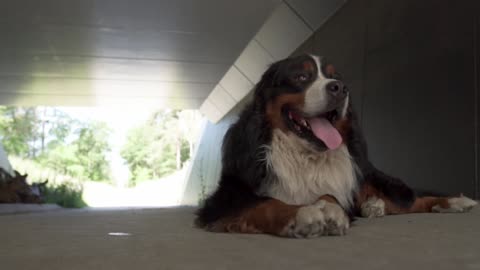 the dog hid in the tunnel from the heat