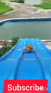 cuteanimals # viral #animalshorts #cuteshorts #shorts #youtubeshort1