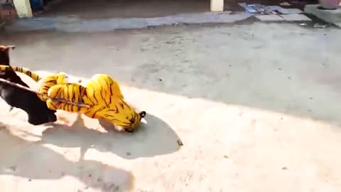 Dog got scared to death