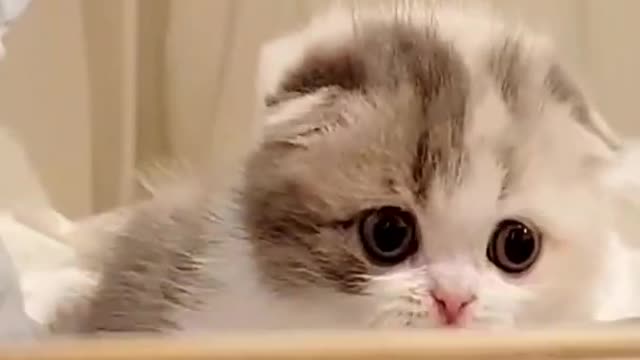 Cat cute fluffy kitten Animals