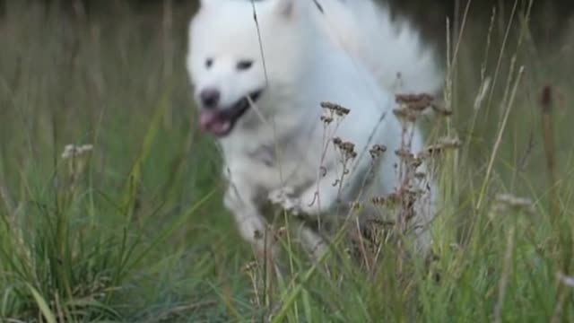 Stunning Samoyed