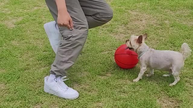 puppy playing ball!!