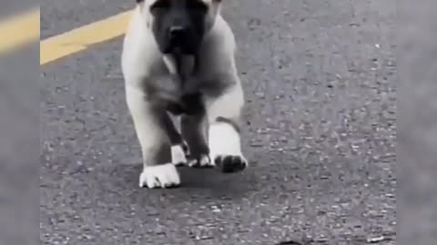 I'm still thinking about which dog