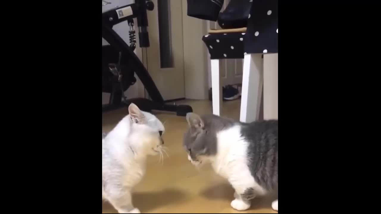 These two cats are very cute.