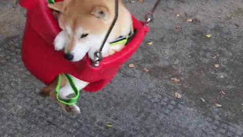 Perra japonesa super relajado durante un paseo en hamaca