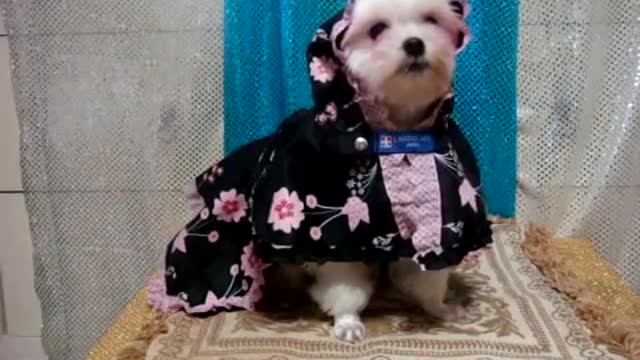 How to make dog clothes-How to make dog raincoat with umbrella