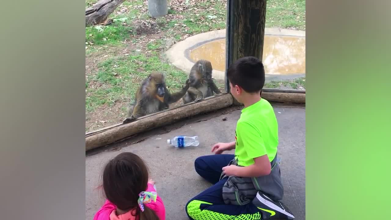 funny zoo babies