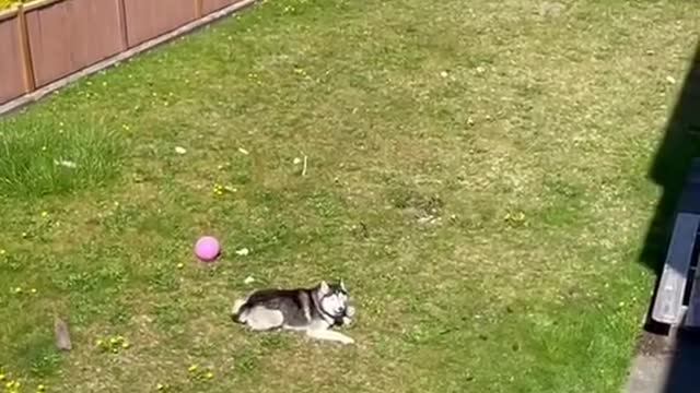 Huskies being dramatic & weird 🐶😳🤣