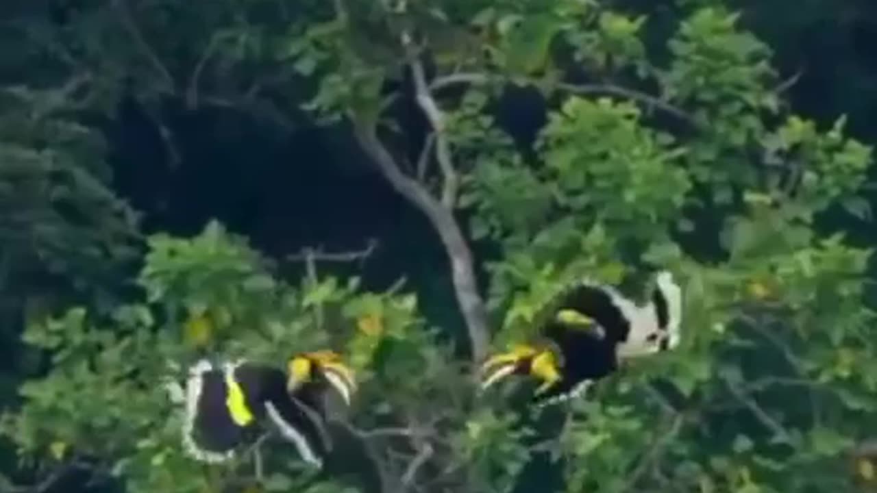 Toucan mating dance