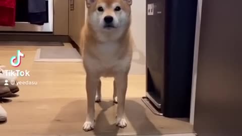 Dog Owner ABUSES his Shiba Inu #cat #cute #kitten #pets #dog