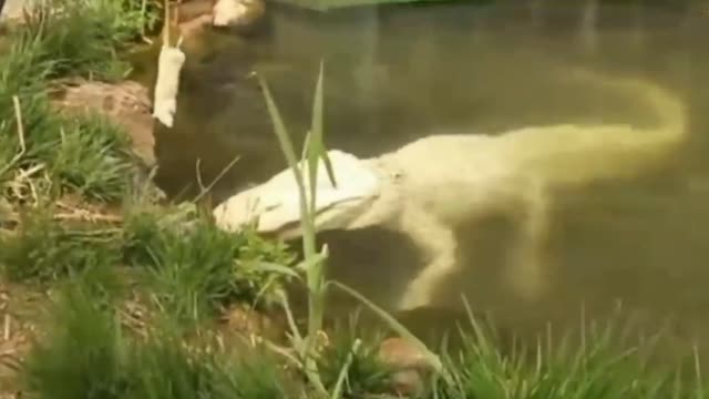 Wow very amazing | white color rare crocodile