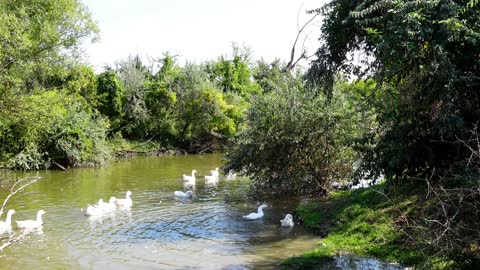 GOOSE HUNTING WITH CAMERA ГУС GEESE AND OTHER WATERFOWL, SOUNDS OF NATURE SPRING