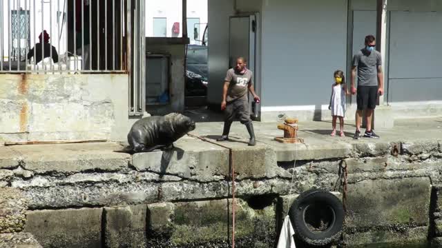 Seals in Kalk Bay Harbour