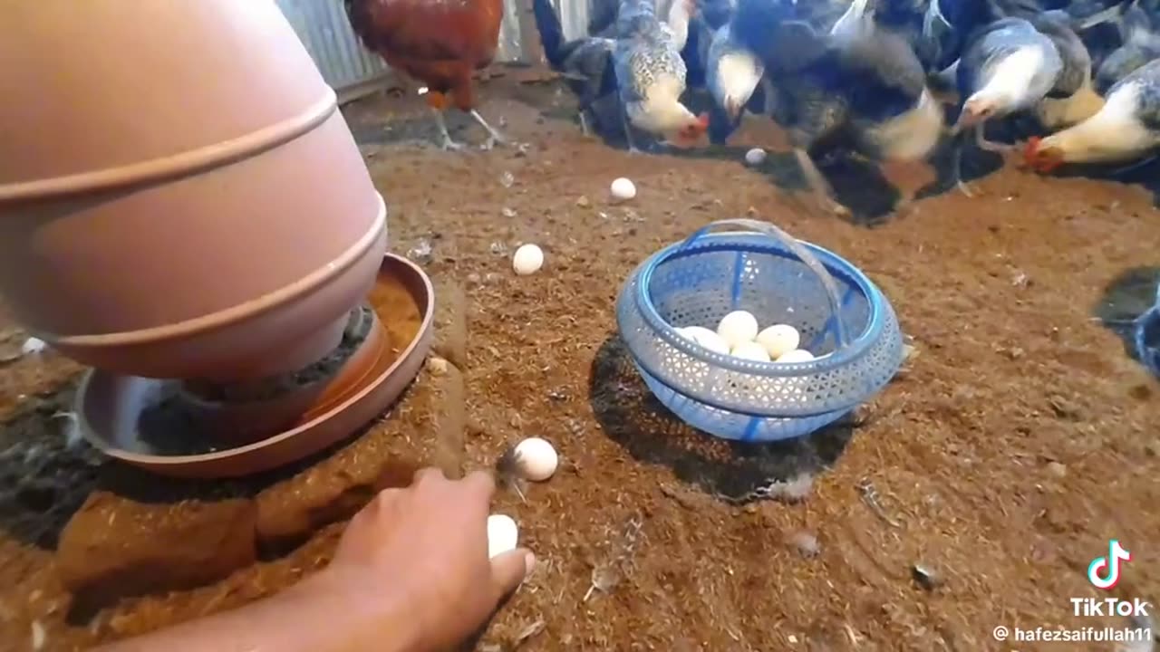 Grow up Cuty Chicken in Home