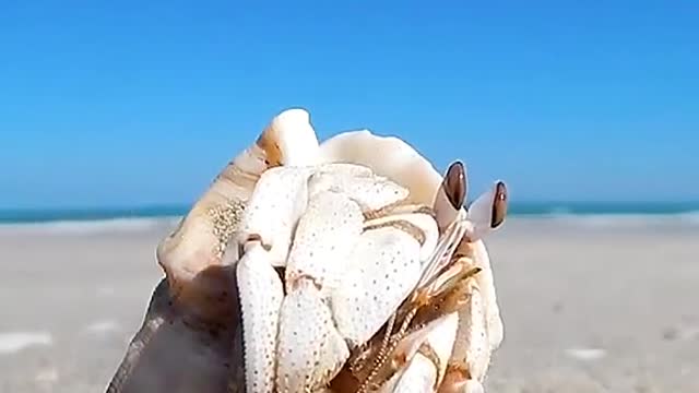 This hermit crab is so cute.#Hermitcrab #ocean #whale #dolphin #shark #fish