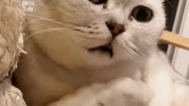 Funny cats