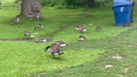 Canada Geese mowing the lawn at James Gardens