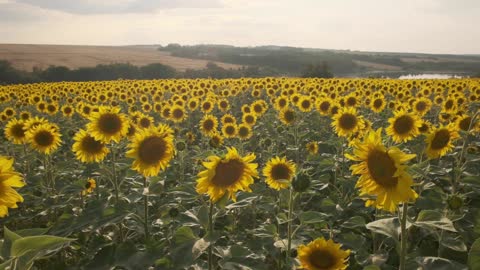 Watch Beautiful View of The Golden Sunflower Fields