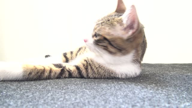 Cutest Kitten Stretches