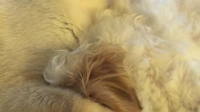 White cat licking white dog on bed