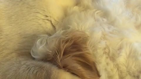 White cat licking white dog on bed