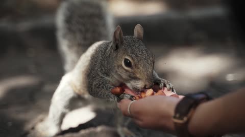 Human eating the little squirrel and playing