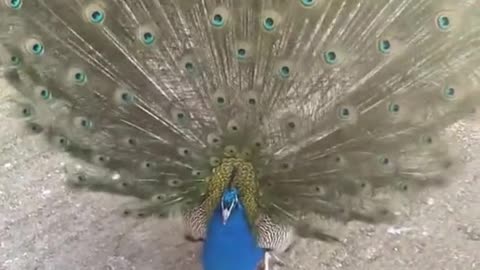 What a beautiful peacock🦚