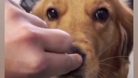 Golden retriever puppy