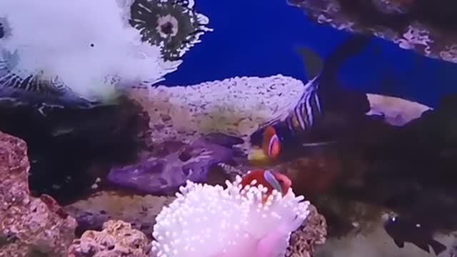 coral