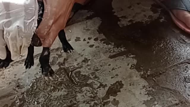 Tips for Bathing a Dog at Home | funny dog