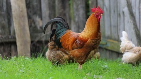 The most beautiful roosters with chickens see what you have not seen before