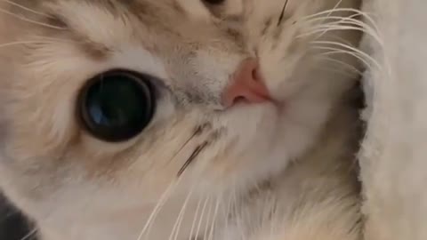 Pretty cat eyes
