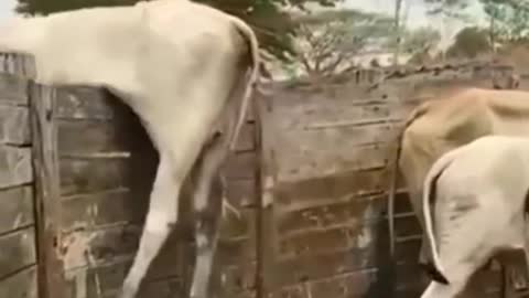 Indian best cow