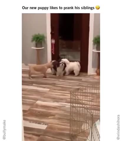 Our new puppy likes to prank his siblings..