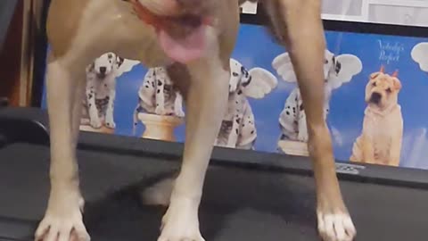 Pitbull Doing Crossovers on Treadmill