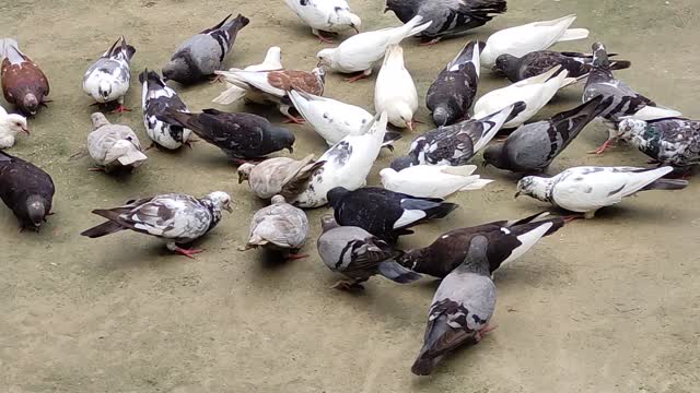 Pigeon trap idea