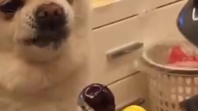 Smart dogs compilation