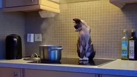 Funny animals - Funny cats / dogs - Funny animal Best videos