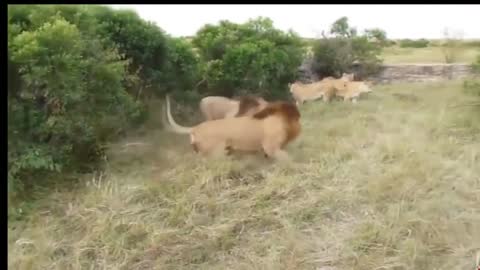 Fight between Lions, Very dangerous